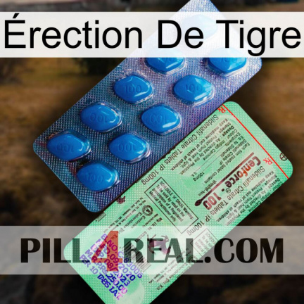 Érection De Tigre new02